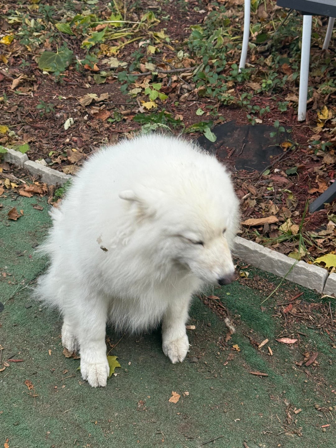 11. Я знаю, что нельзя рыть ямы на участке, но это так здорово...