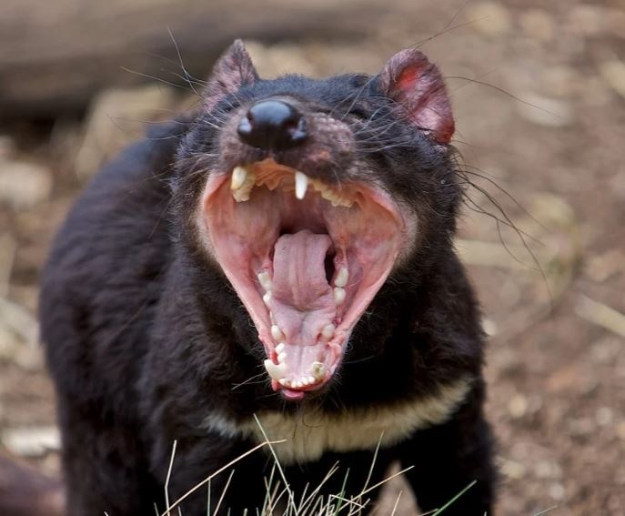 Тасманский дьявол: буйный хищник с кучей странностей