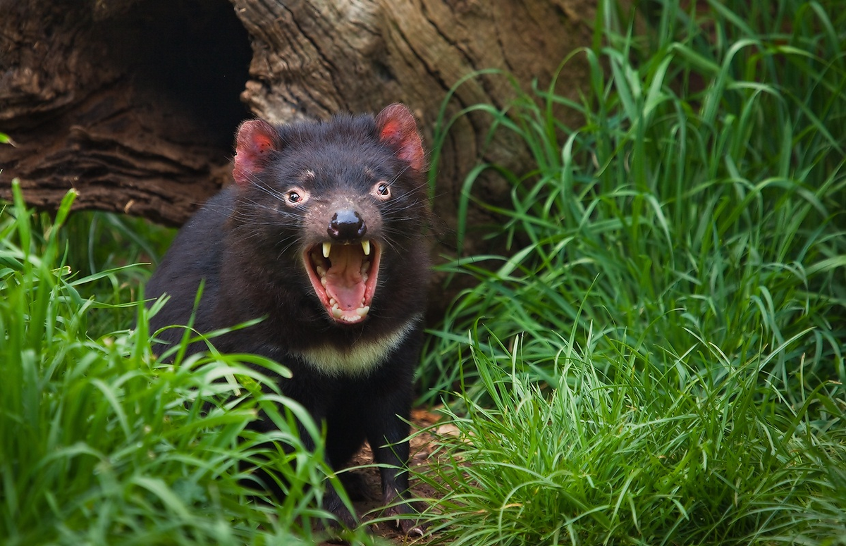 Тасманский дьявол: буйный хищник с кучей странностей