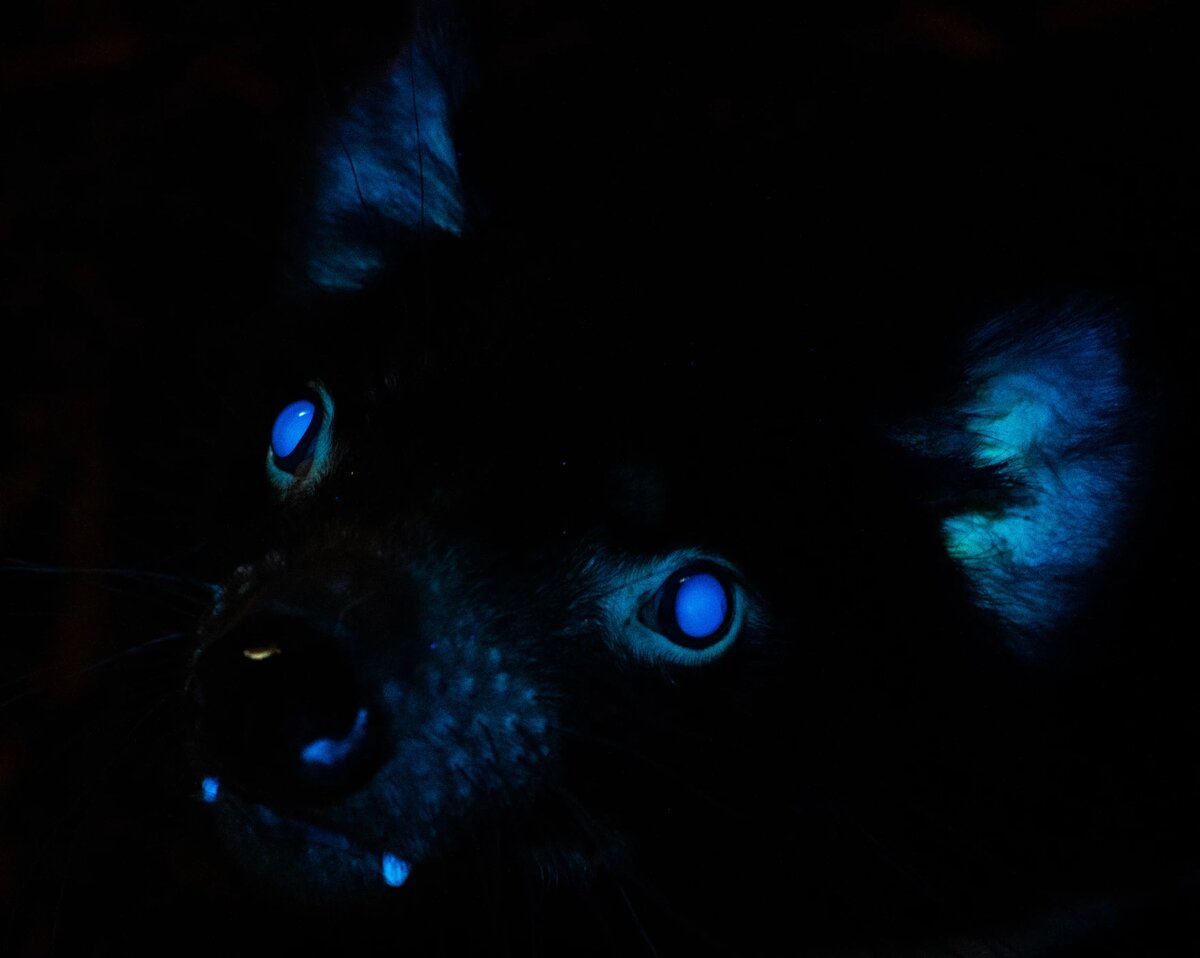 Тасманский дьявол: буйный хищник с кучей странностей