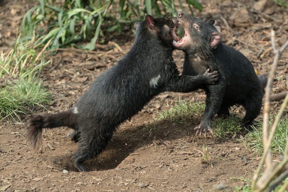 Тасманский дьявол: буйный хищник с кучей странностей