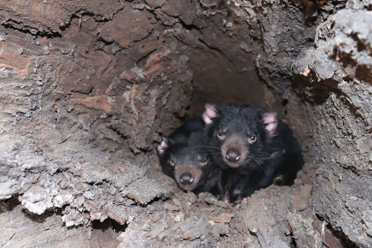 Тасманский дьявол: буйный хищник с кучей странностей