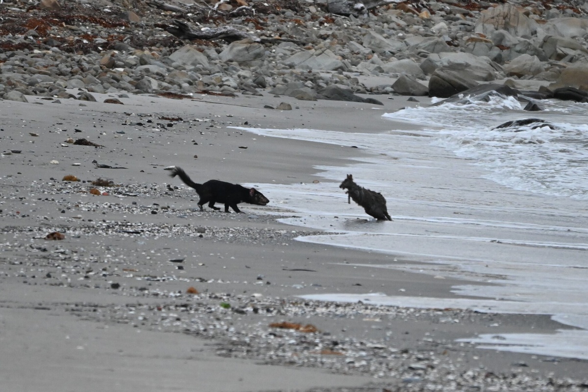 Тасманский дьявол: буйный хищник с кучей странностей