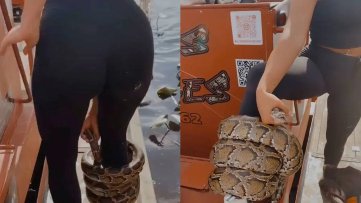 Девушка носит на ноге питона как браслет