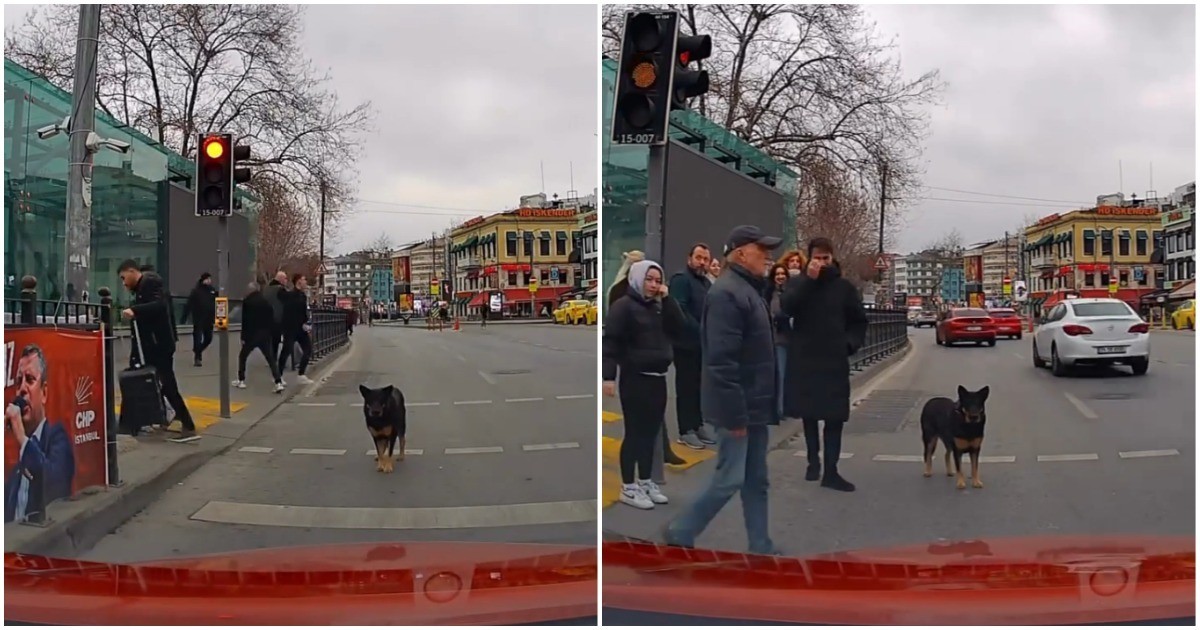 Пёс несколько минут мешал автомобилю проехать