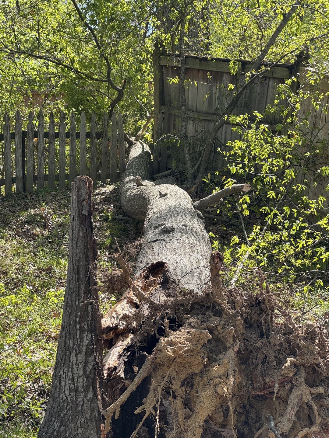 8. Старое дерево рухнуло так аккуратно, что не задело ни один, ни второй забор