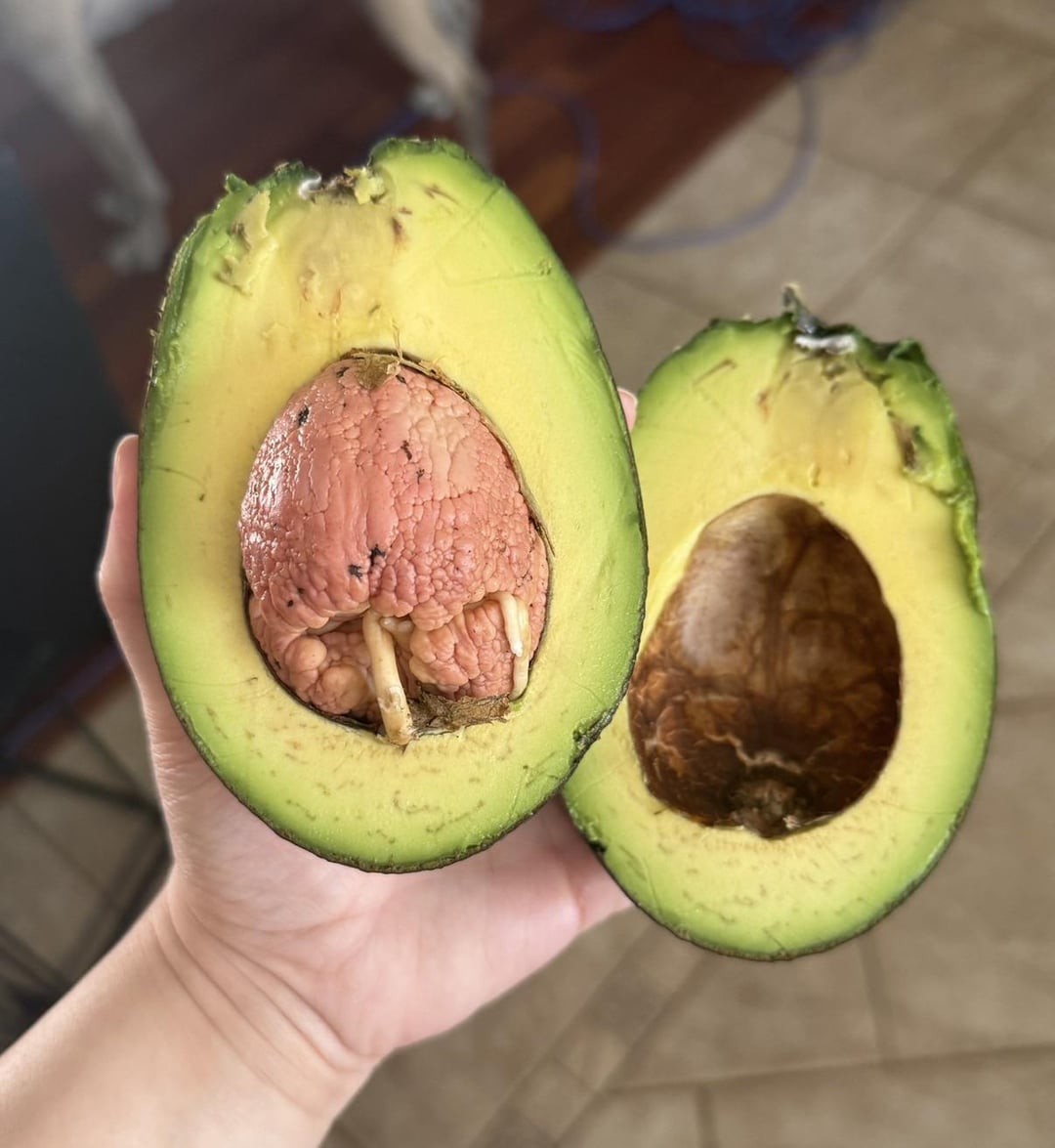 24. Авокадо очень спешит к новой жизни