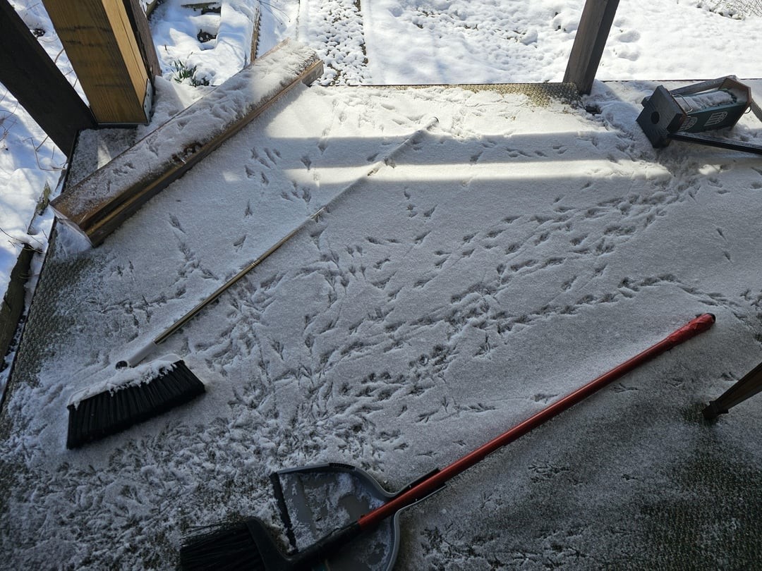 25. Птичьи прогулки