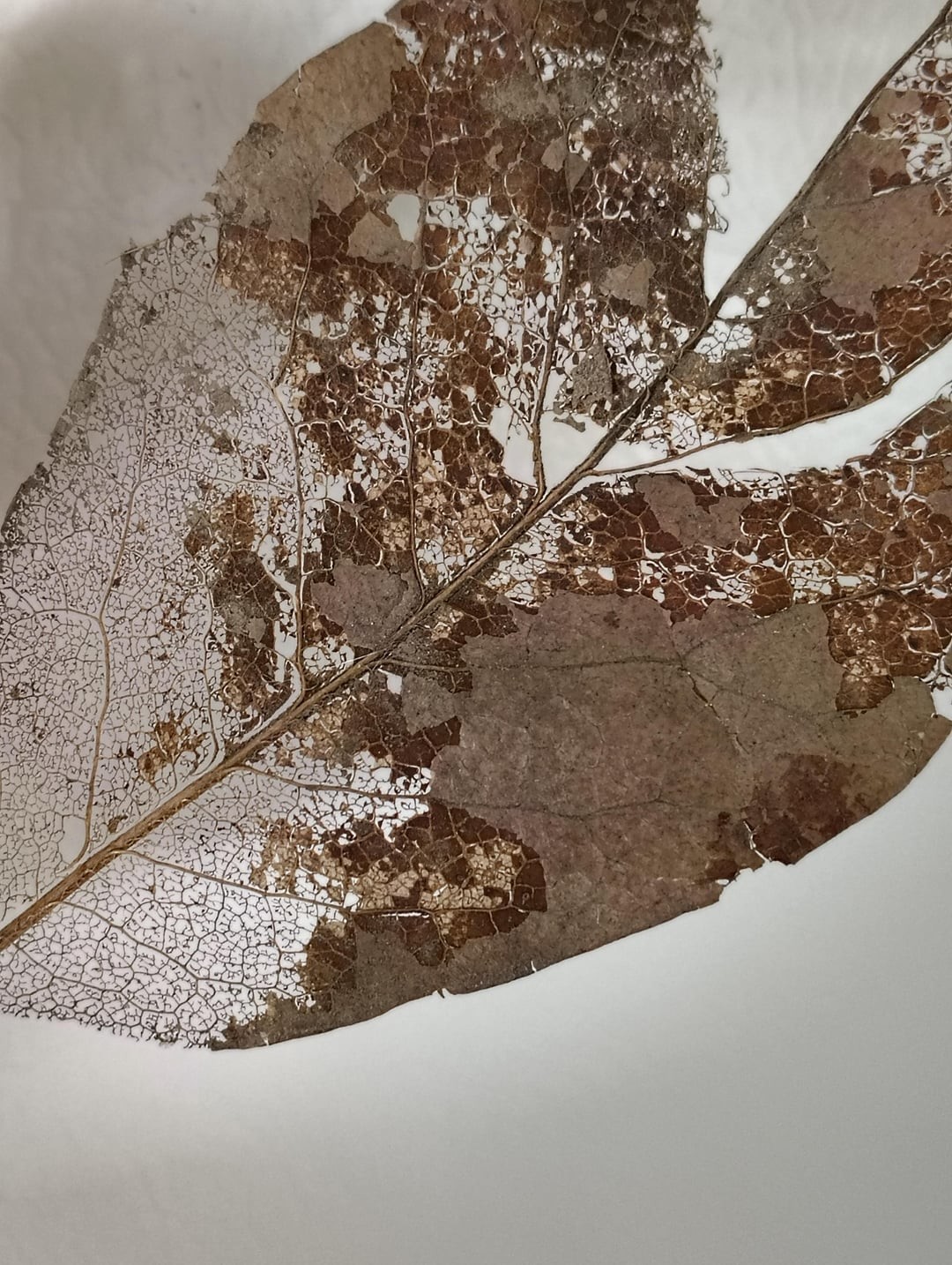 23. Рассыпающийся лист с неповреждённой структурой жилок