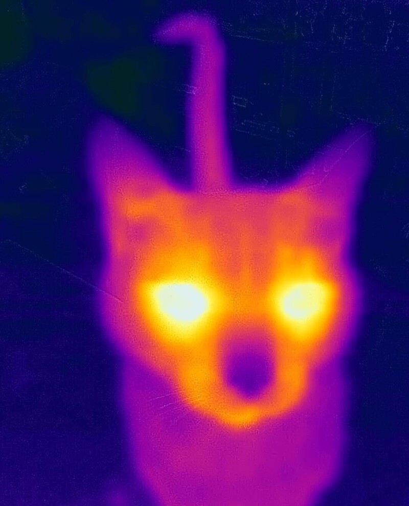 1. Изображение котика, сделанное тепловизором