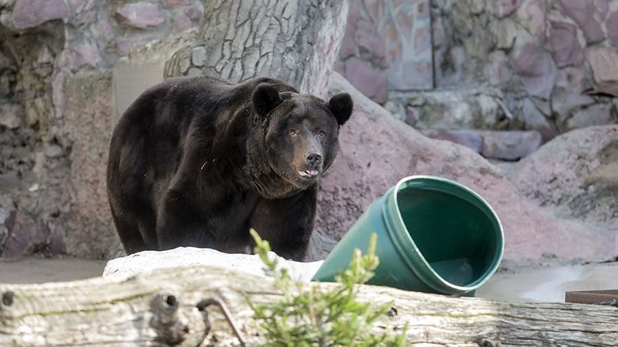 Медведи в Московском зоопарке начали просыпаться после зимней спячки