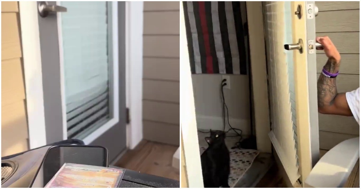 Кот желает выйти