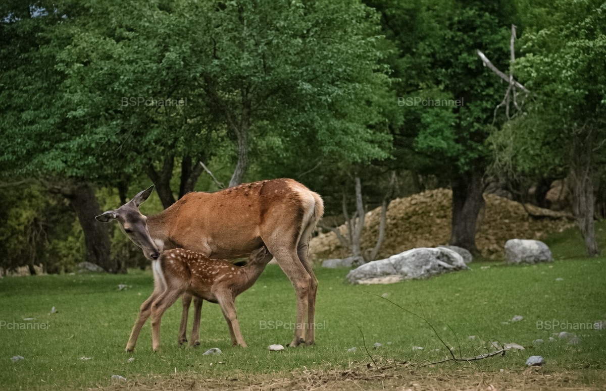 Удивительные и забавные фотографии с животными
