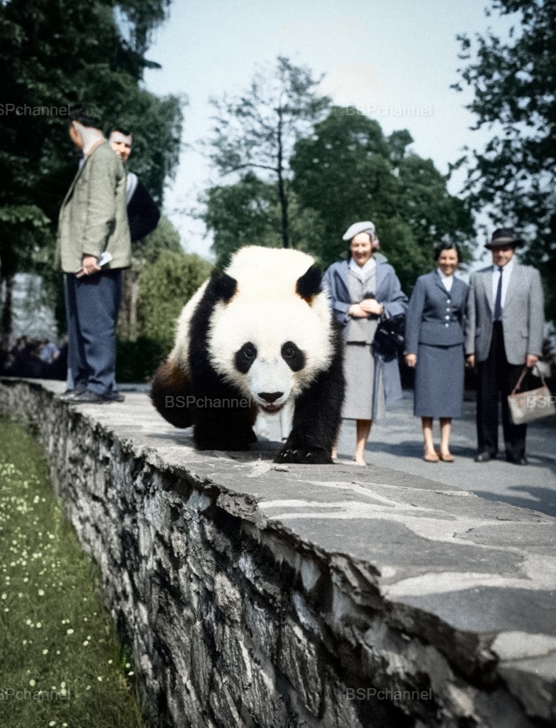 Удивительные и забавные фотографии с животными