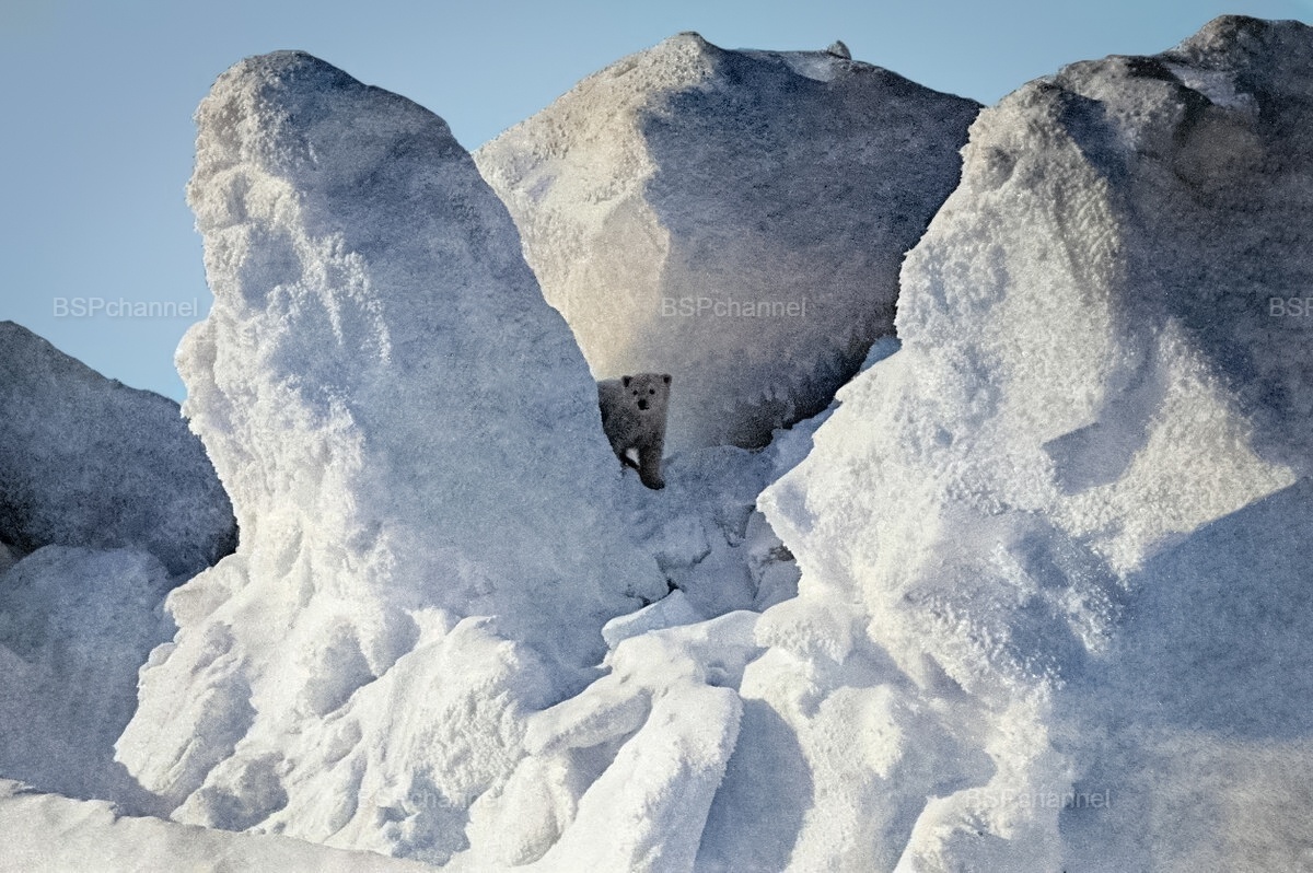 Удивительные и забавные фотографии с животными