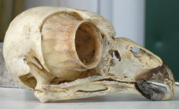 Бочкоглаз: самые странные глаза