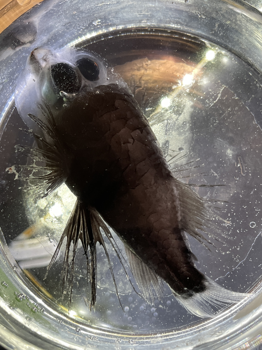 Бочкоглаз: самые странные глаза