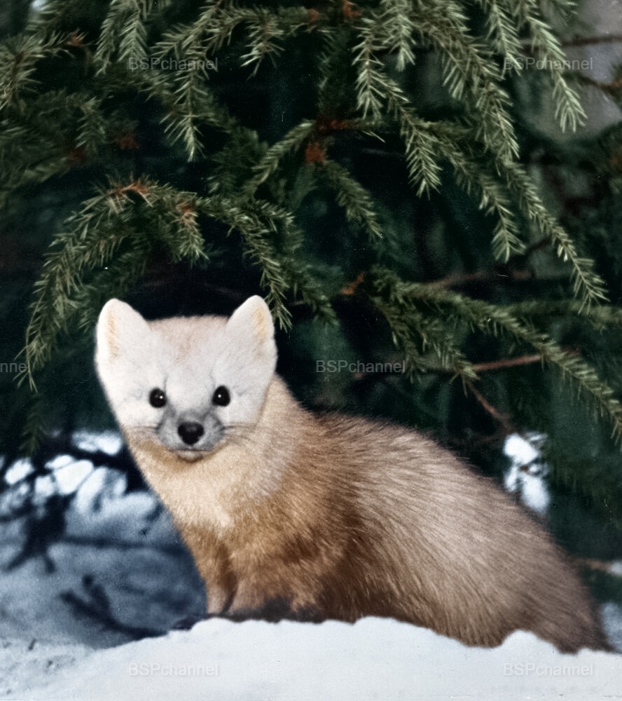 Удивительные и забавные фотографии с животными