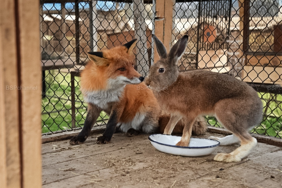 Удивительные и забавные фотографии с животными