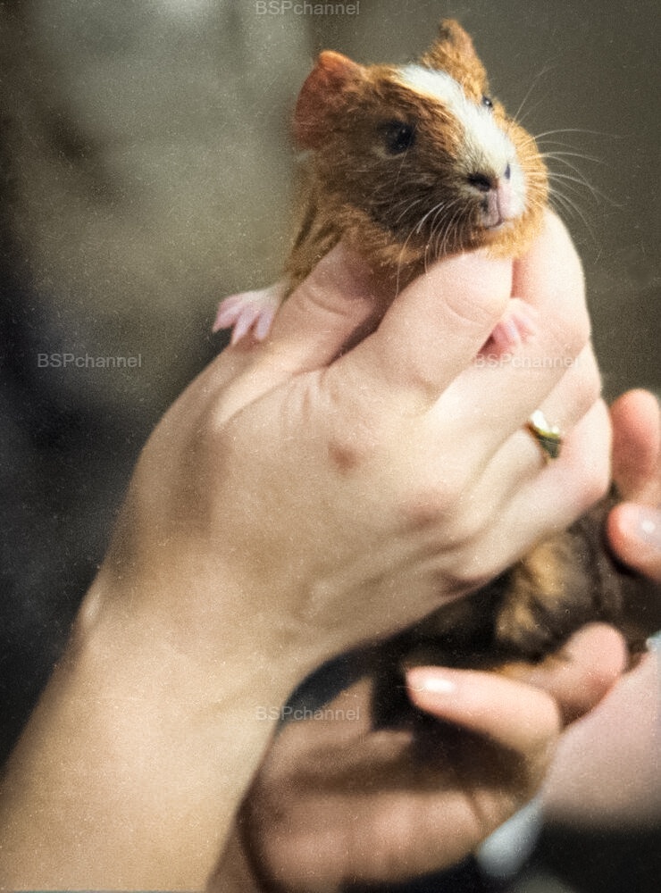 Удивительные и забавные фотографии с животными