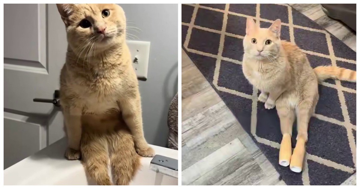 Жизнерадостный кот Райдер