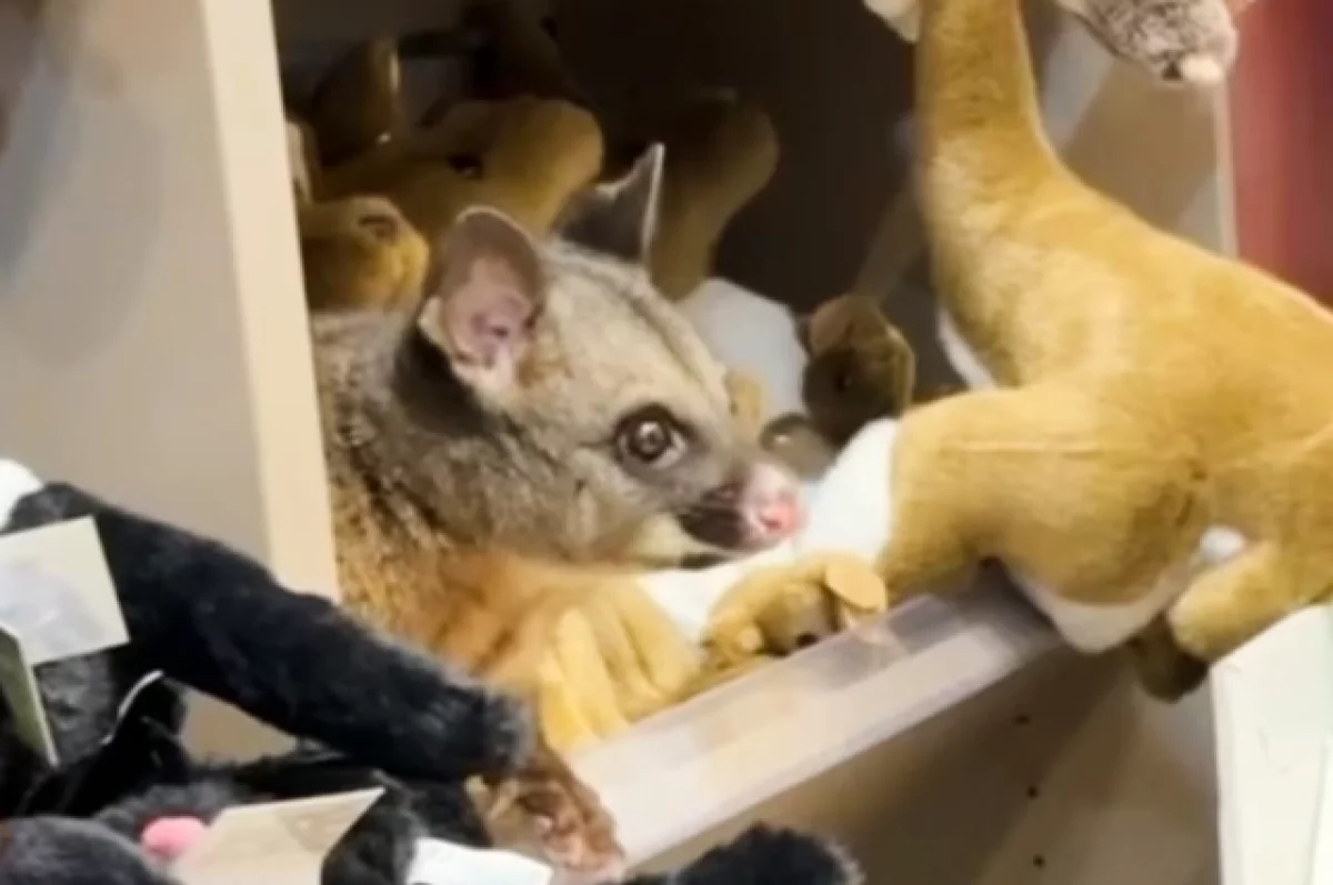 В Австралии поссум спрятался среди игрушек в магазине аэропорта