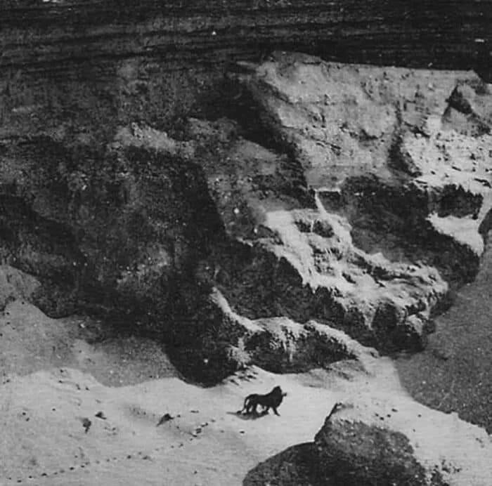 12. Фото 1925 года, на которой, возможно, изображён последний дикий берберийский лев перед его вымиранием