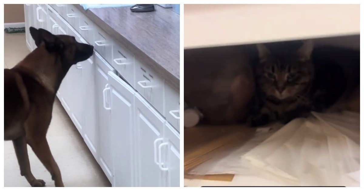 Пёс помогает найти кошку, постоянно исчезающую перед закрытием приюта