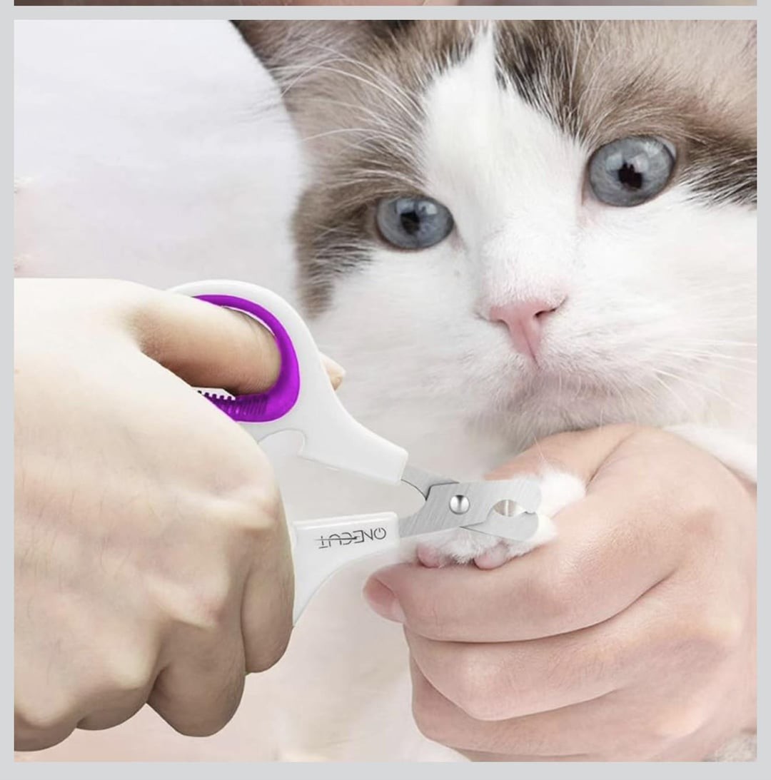 1. Котик, у которого выросли... руки?