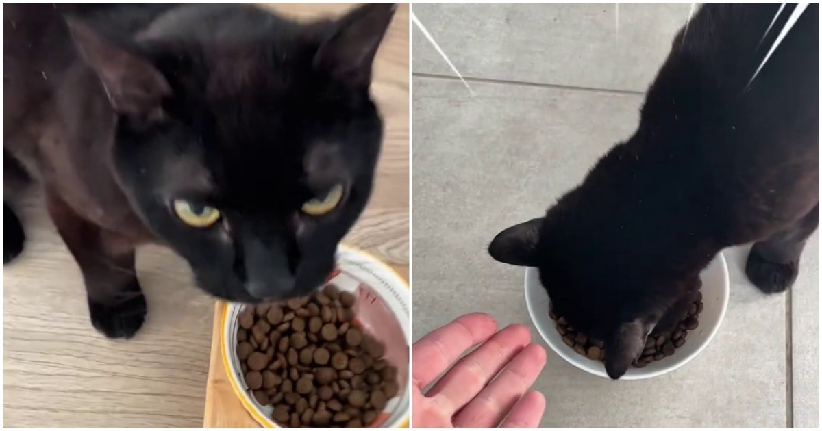 Парень приучил своего кота к сухому корму  с помощью маркетинга