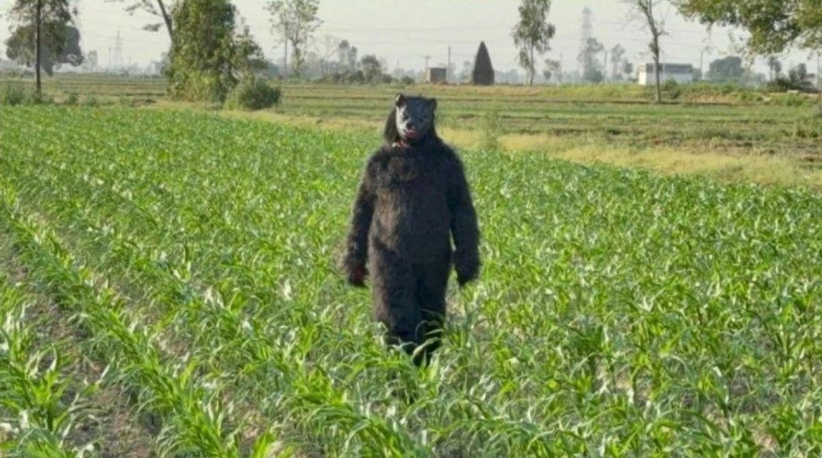 В Индии фермеры надевают костюмы «медведей», чтобы отпугивать обезьян