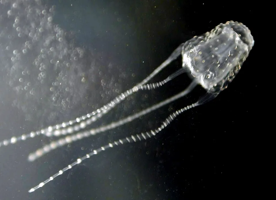 Медуза Ируканджи: её укус вызывает сумасшествие