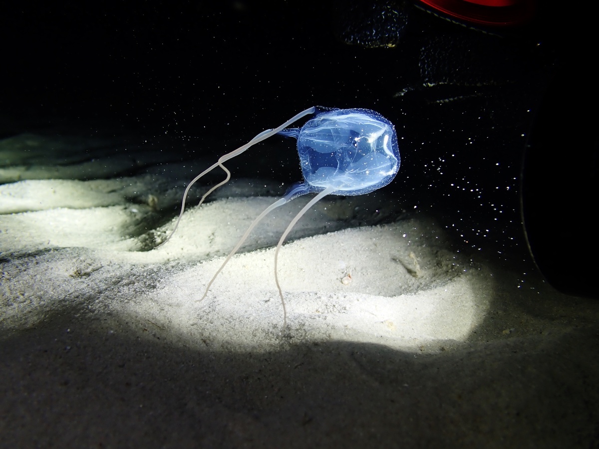 Медуза Ируканджи: её укус вызывает сумасшествие