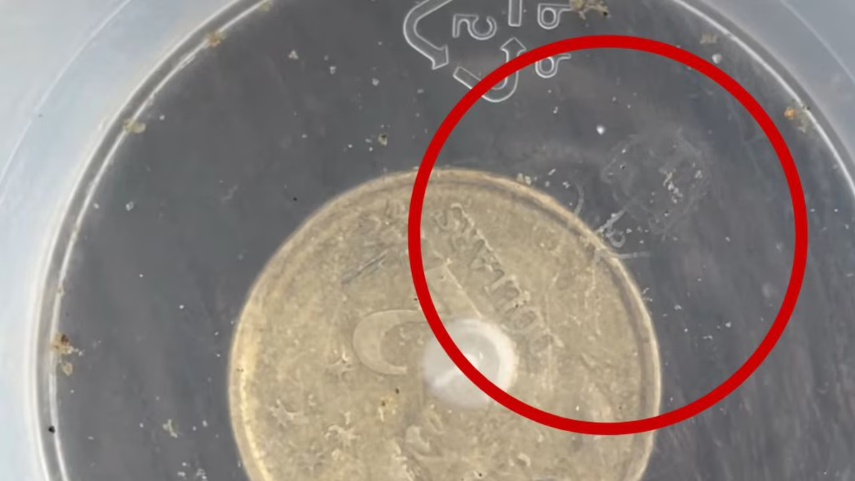 Медуза Ируканджи: её укус вызывает сумасшествие