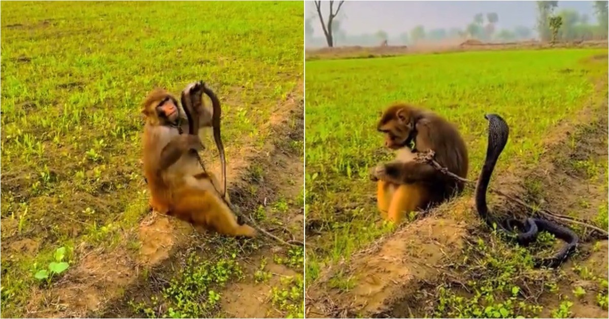 Обезьяна спокойно играет с коброй