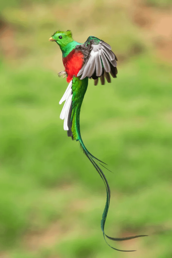 16. Кетцаль поражает своим ярким оперением