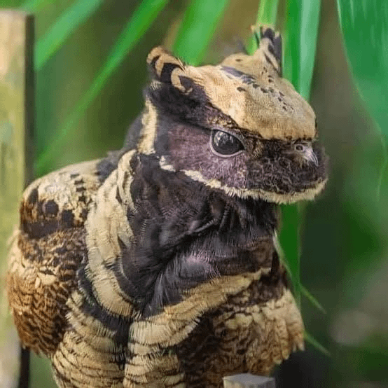 10. Большой ушастый козодой - промежуточное звено между птичкой и зверушкой