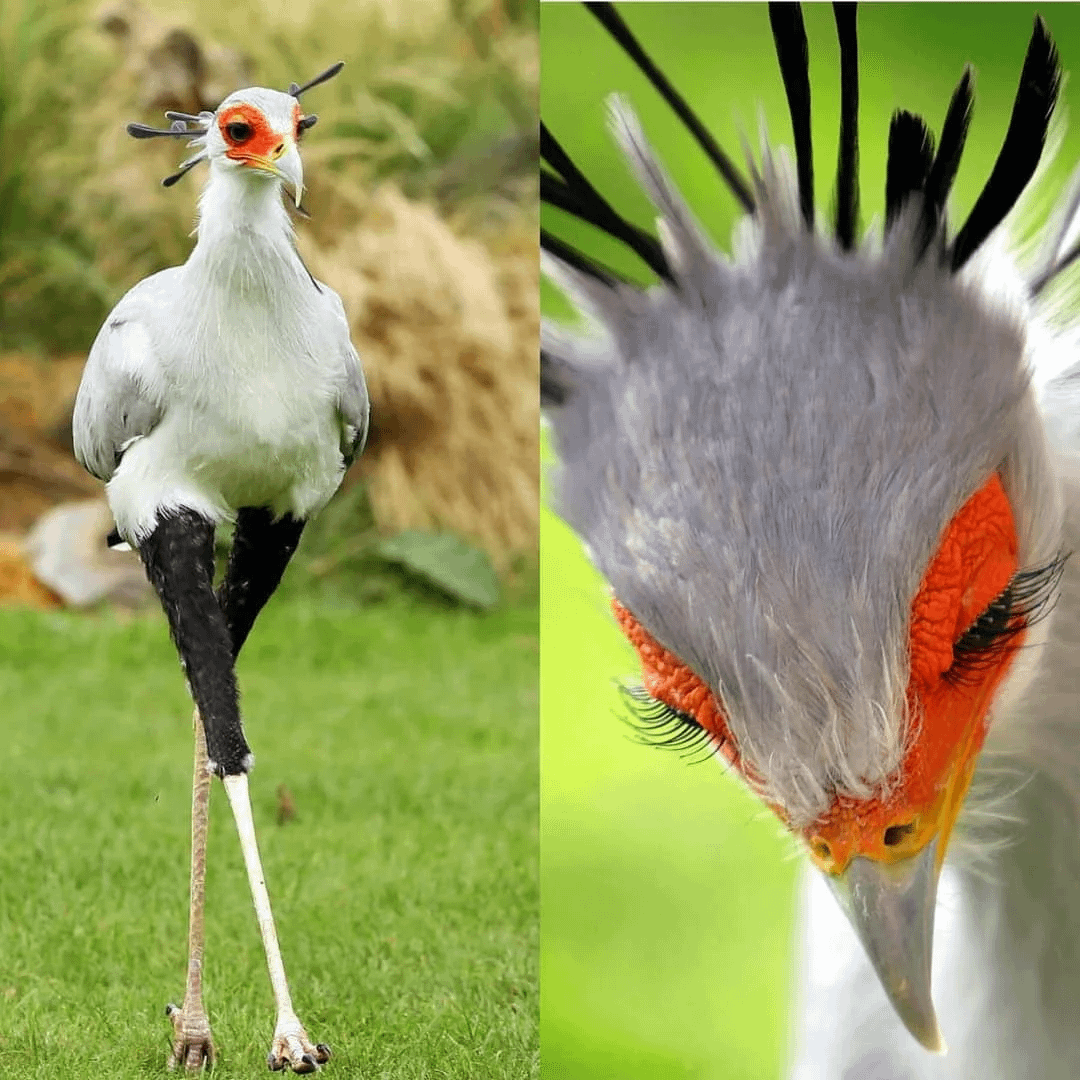 2. Птица секретарь и её невероятные ресницы