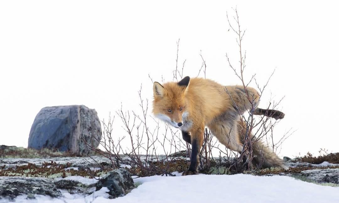 8. Это моя территория