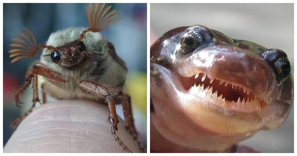 20 кадров, на которых дикая природа решила выключить серьёзность