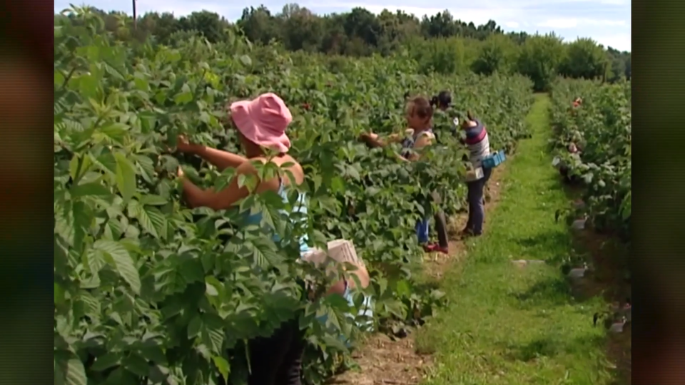 "Готова мыть полы, но не берут": украинских беженцев возненавидели в Польше