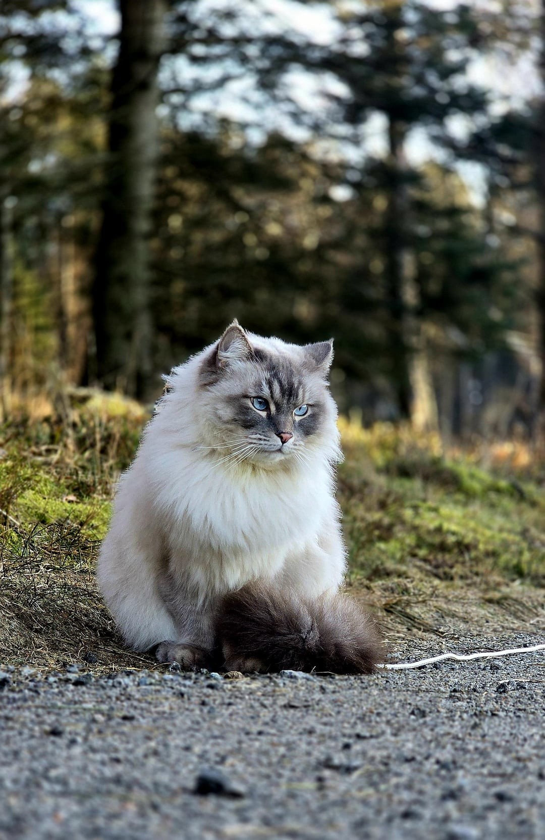 3. Он из лесу вышел