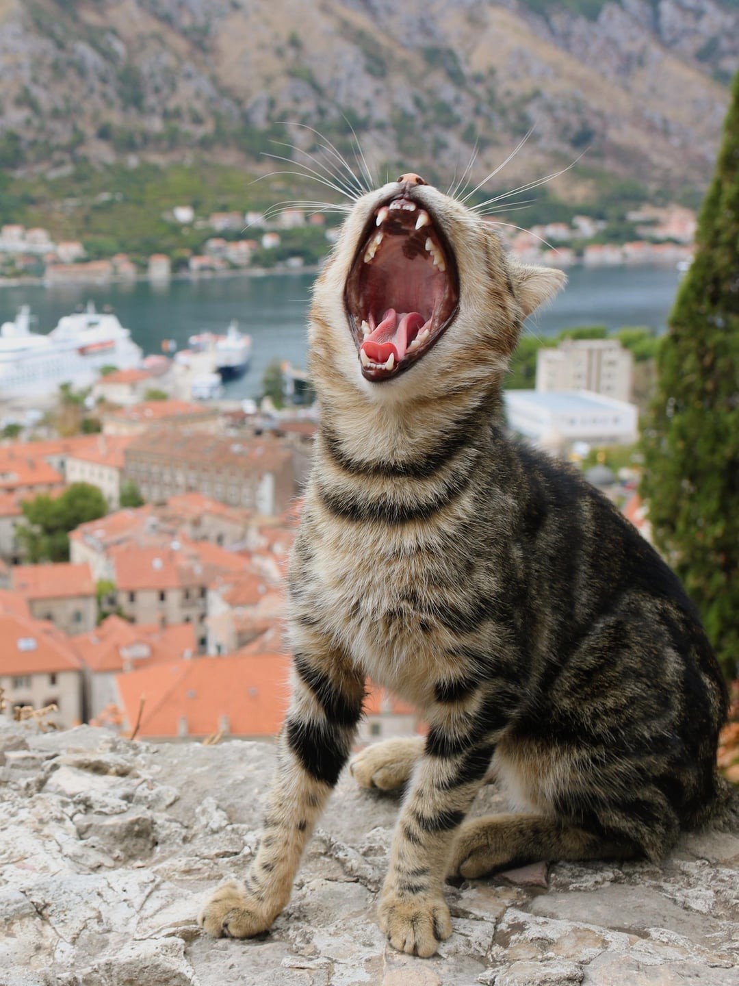 30. Свобода быть котом