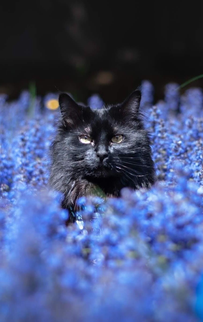 21. Цветочная фантазия