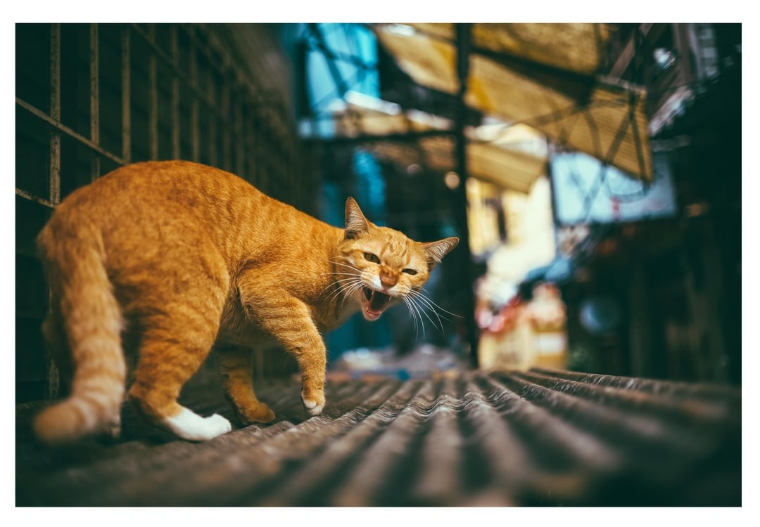 25. Ты не пройдёшь!