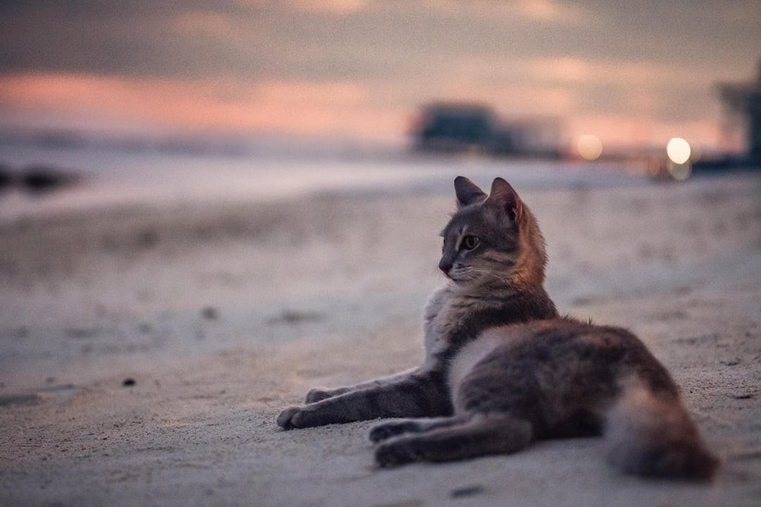 11. Закат на пляже