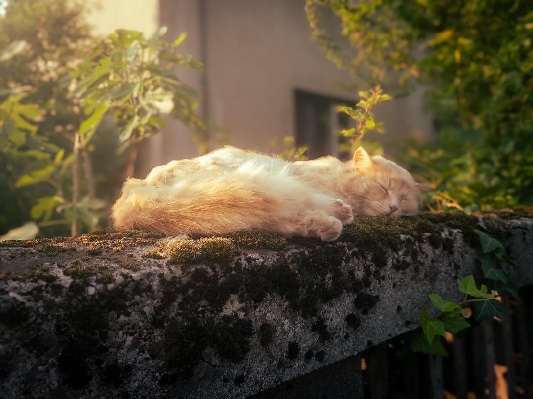 16. Сны на свежем воздухе