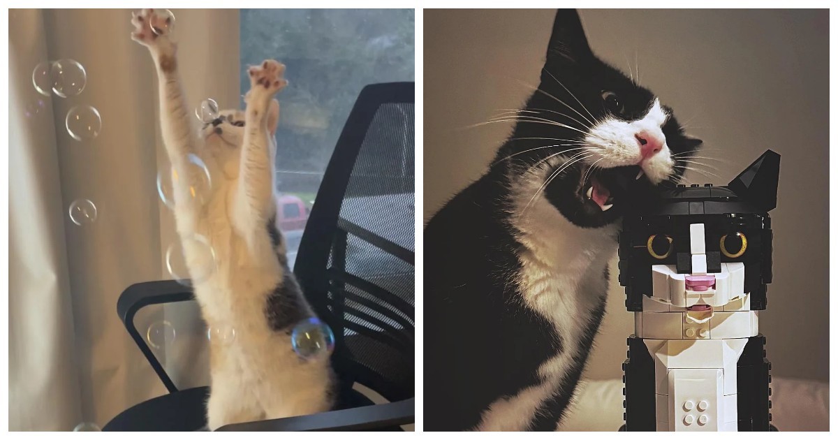 30 фотографий, на которых коты выглядят как герои артхаусного кино