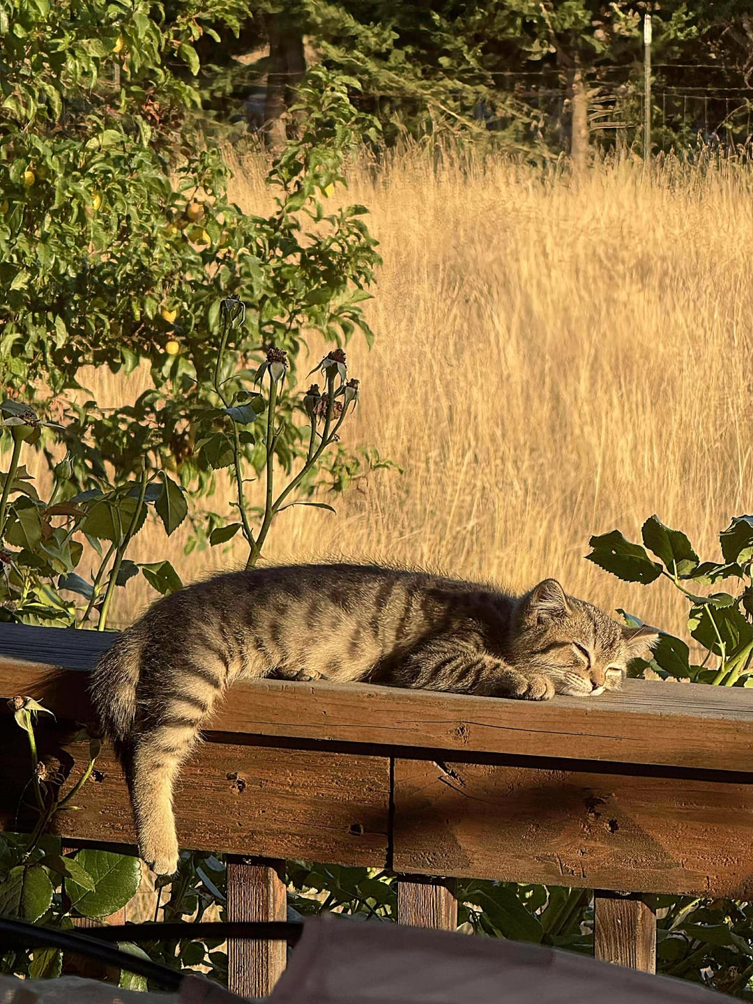 23. В объятиях солнца