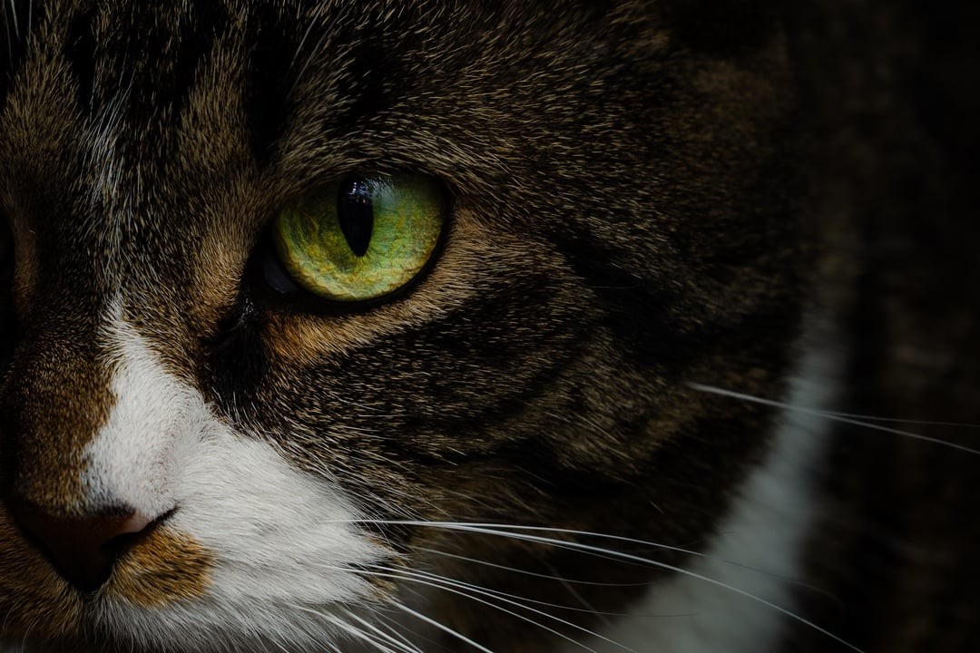 1. Зелёная вселенная